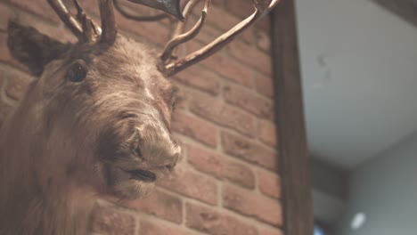 Hunter-trophy.-Stuffed-animal.-Whitetail-deer-buck.-Deer-head-on-wall.-Elk-head